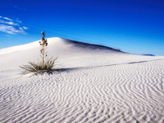 Sand Dune Patterns And Yucca Plants, White Sands National Monument