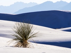Sand Dune Patterns And Yucca Plants, White Sands National Monument