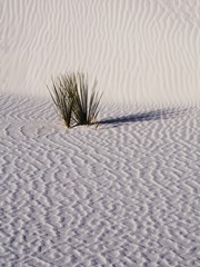 Sand Dune Patterns And Yucca Plants, White Sands National Monument