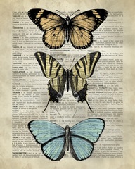 Vintage Dictionary Art: Butterfly Specimen