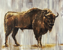 Bison