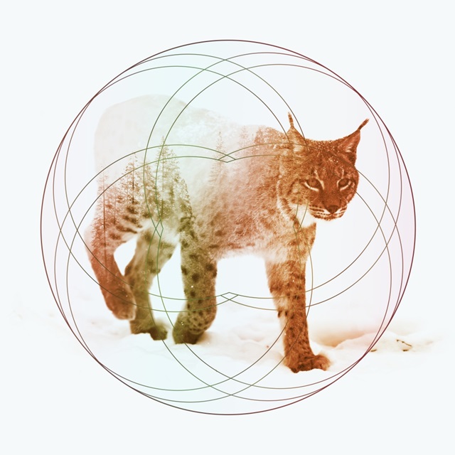 Double Exposure Wildlife Art - Lynx