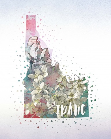 Idaho State Flower (Syringa)