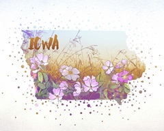 Iowa State Flower (Wild Rose)