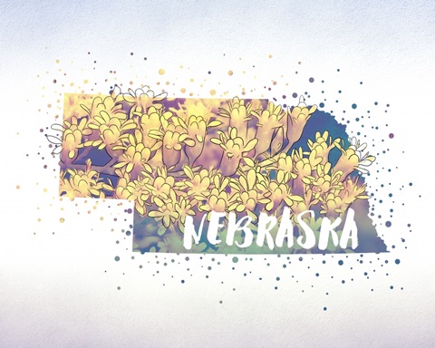 Nebraska State Flower (Goldenrod)
