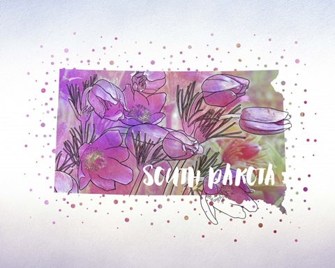 South Dakota State Flower (American Pasque)