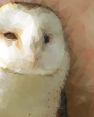Owl - Low Poly