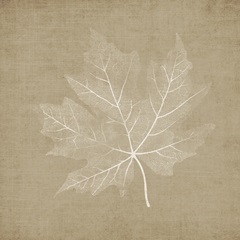 Fall Impressions I