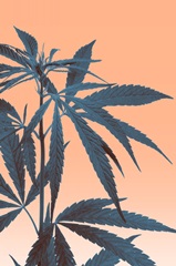 Minimalist Pastel III