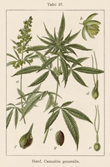 Vintage Marijuana II