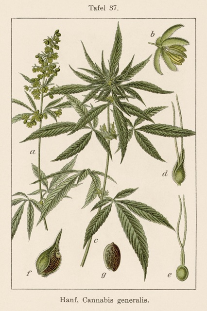 Vintage Marijuana II