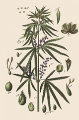 Vintage Marijuana III