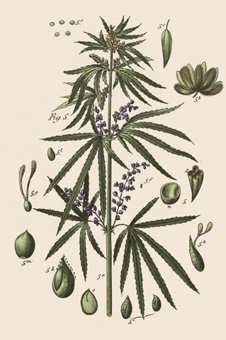 Vintage Marijuana III