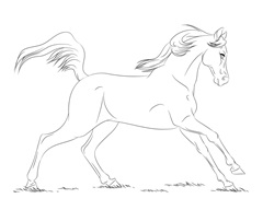 Arabian Horse
