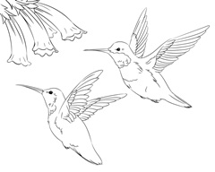 Hummingbirds