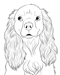 Spaniel