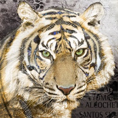 Pop Art - Tiger