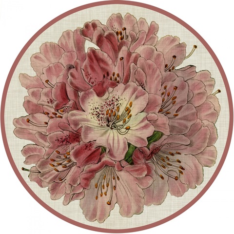 Cartouche Collection C