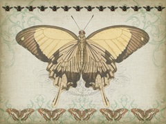 Cartouche Collection E