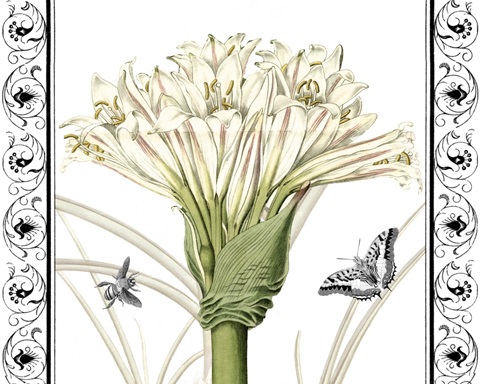 Jardin Botanique Collection A