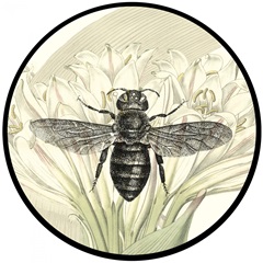 Jardin Botanique Collection C