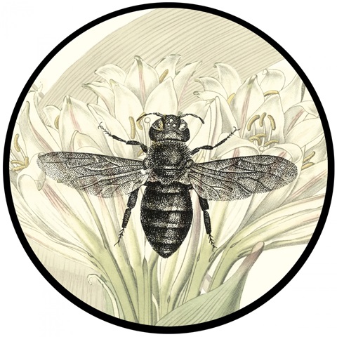 Jardin Botanique Collection C