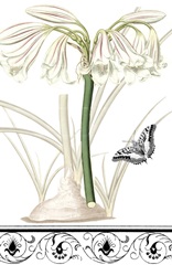 Jardin Botanique Collection F