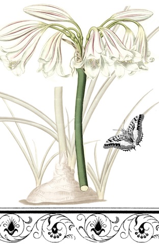 Jardin Botanique Collection F