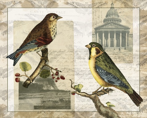 Naturalists Collage Collection A