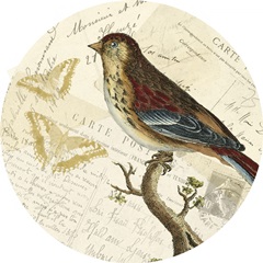 Naturalists Collage Collection C