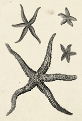 Natures Mememto Collection D