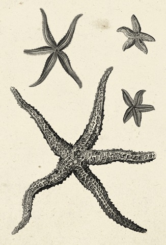 Natures Mememto Collection D