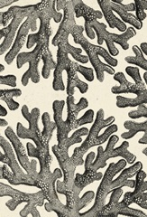 Natures Mememto Collection F