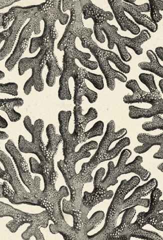 Natures Mememto Collection F