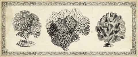 Natures Mememto Collection H