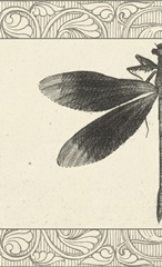 Natures Mememto Collection P