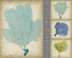 Sea Fan Collection A
