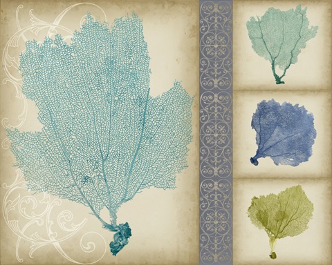 Sea Fan Collection A