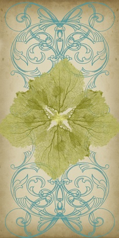 Sea Fan Collection B