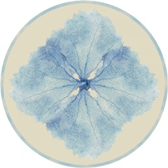 Sea Fan Collection C