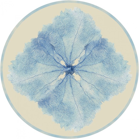 Sea Fan Collection C