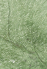 Sea Fan Collection D