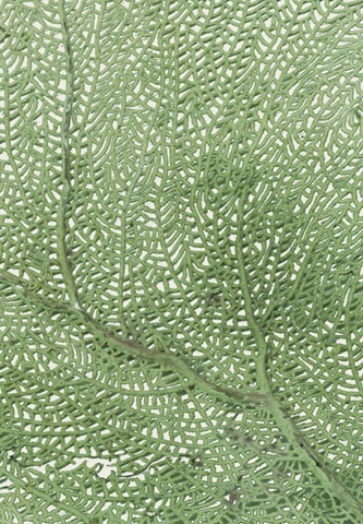 Sea Fan Collection D