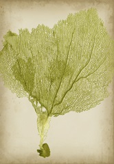 Sea Fan Collection F