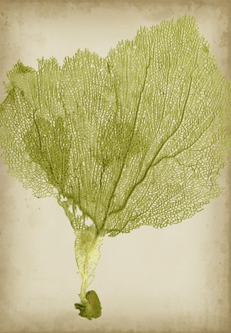 Sea Fan Collection F