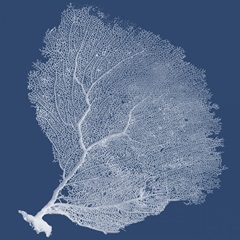 Sea Fan Collection G