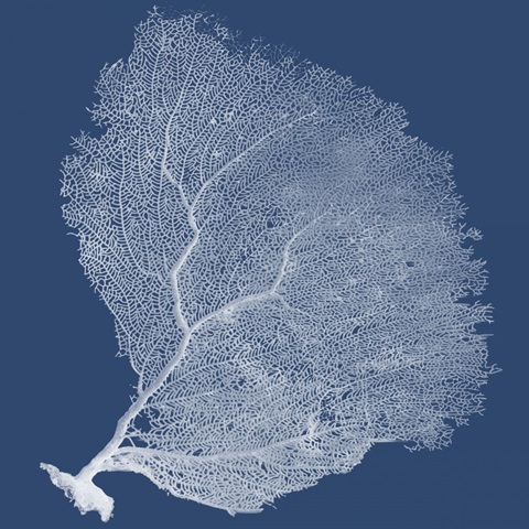 Sea Fan Collection G