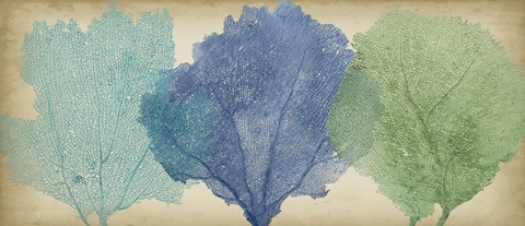 Sea Fan Collection H