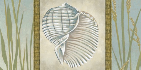 Seaside Shell Collection H