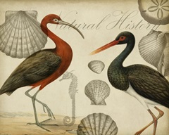 Traditional Coastal Collection A